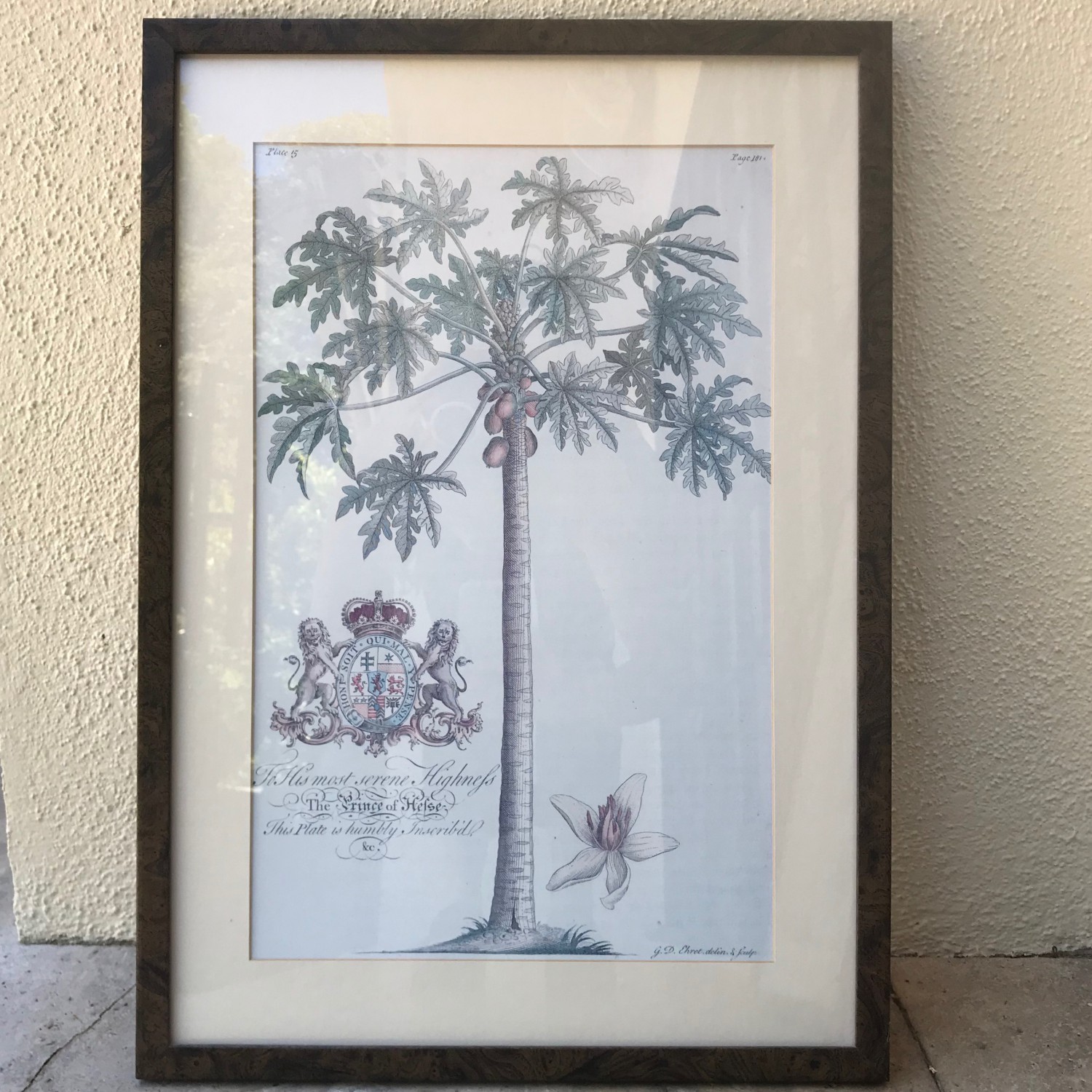 Framed Palm Tree Lithograph by G.D. Ehret 