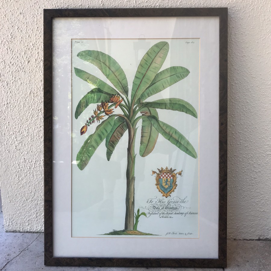 Framed Palm Tree Lithograph by G.D. Ehret 
